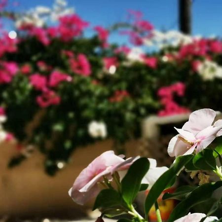Petra Harmony Bed & Breakfast Wadi Musa Buitenkant foto